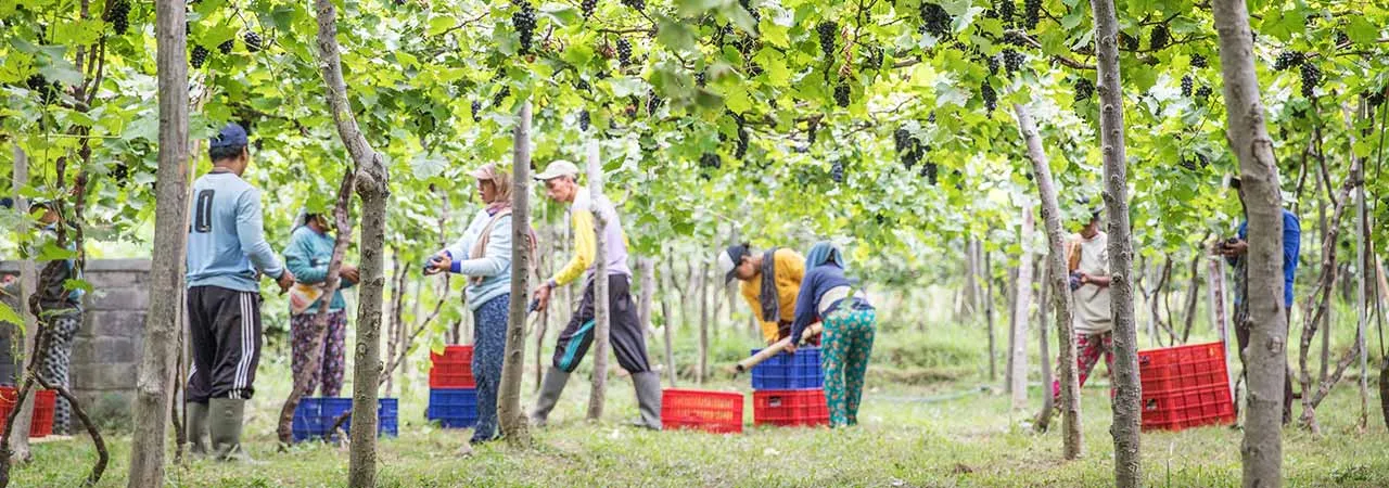 Cantine Balita vineyards
