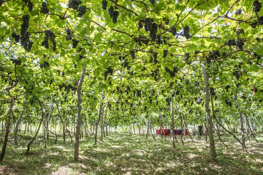 Grape vines near the beach