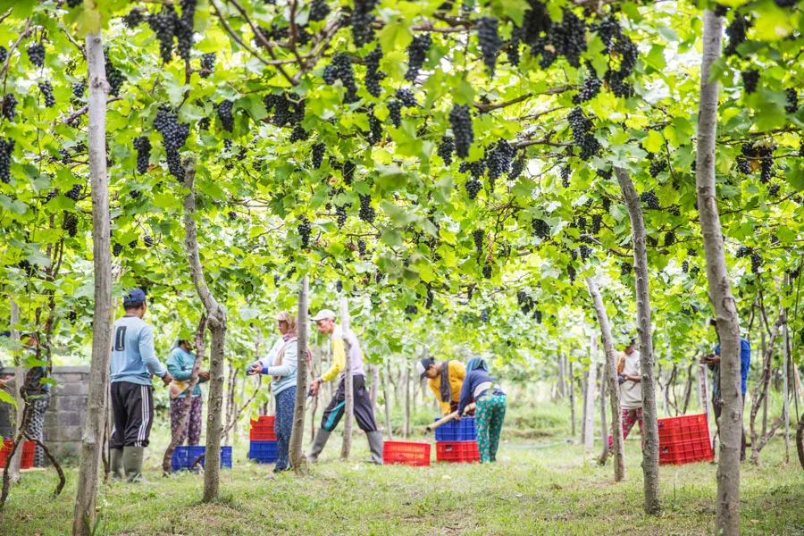 Vineyard rows