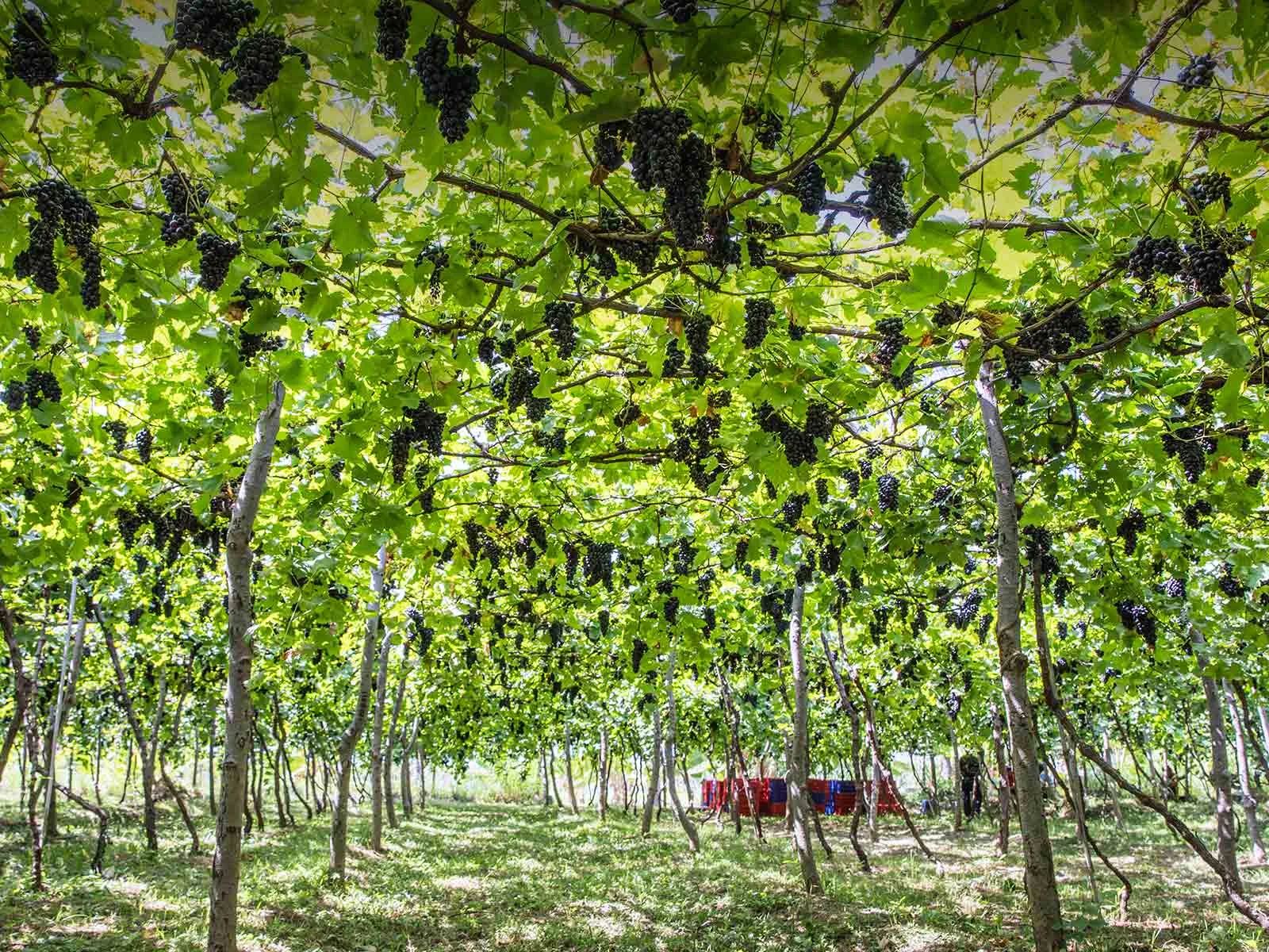 Our ISOLA Wines by Cantine Balita are 100% grown, cared, fermented and bottled in Bali