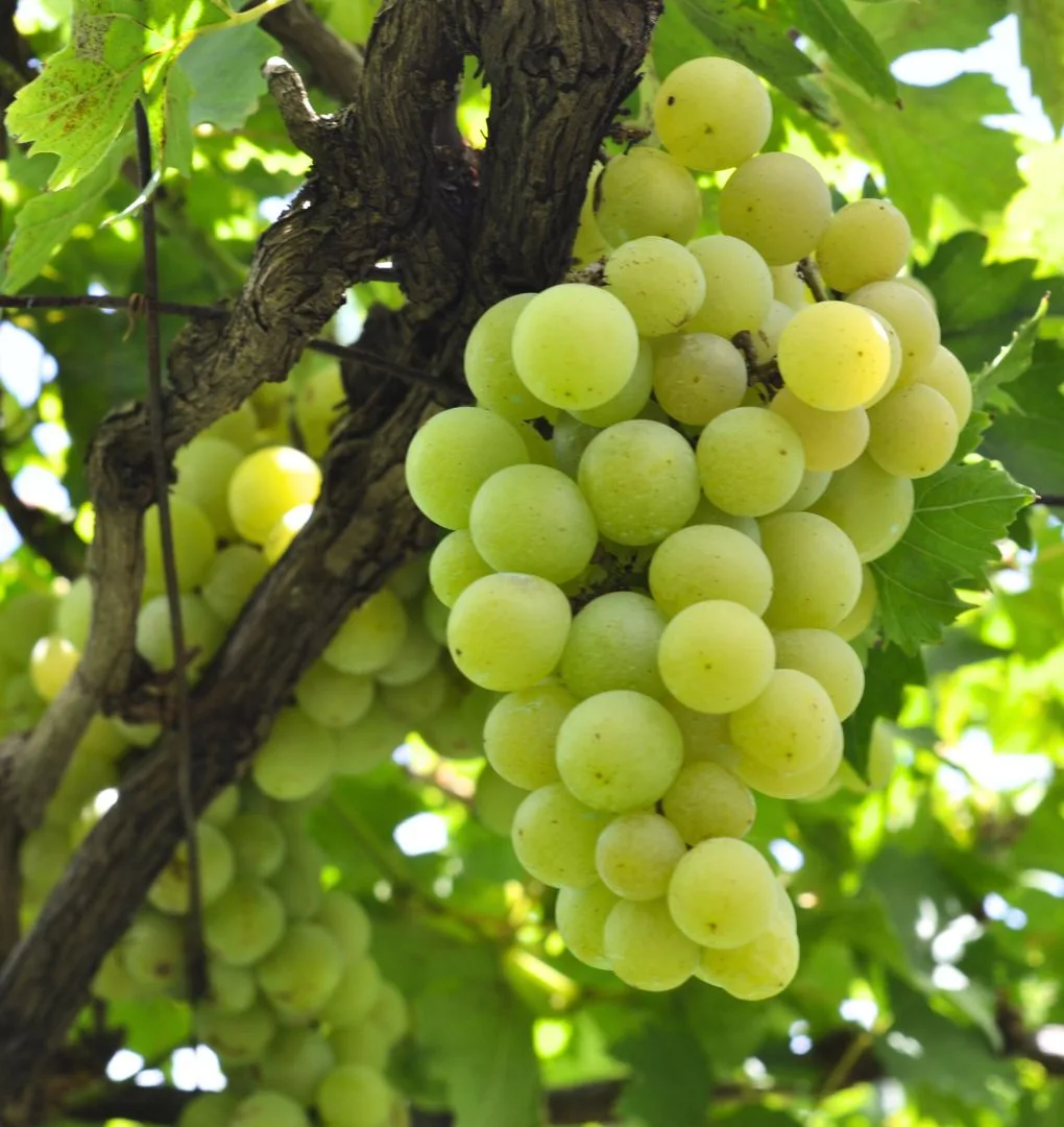 Chenin Blanc grapes