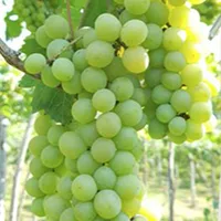 Muscat St Vallier grapes