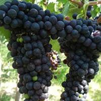 Syrah grapes