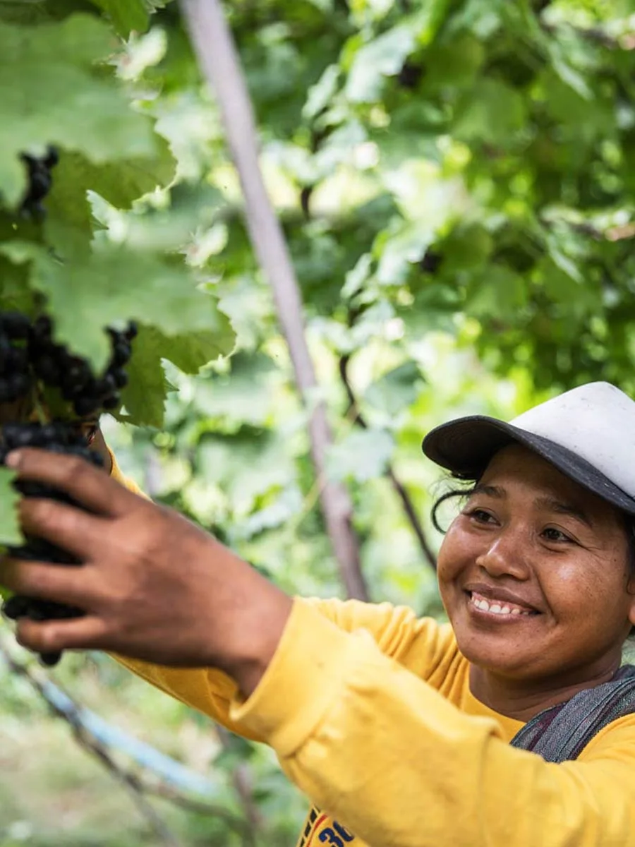 Grape picking at Cantine Balita vineyards